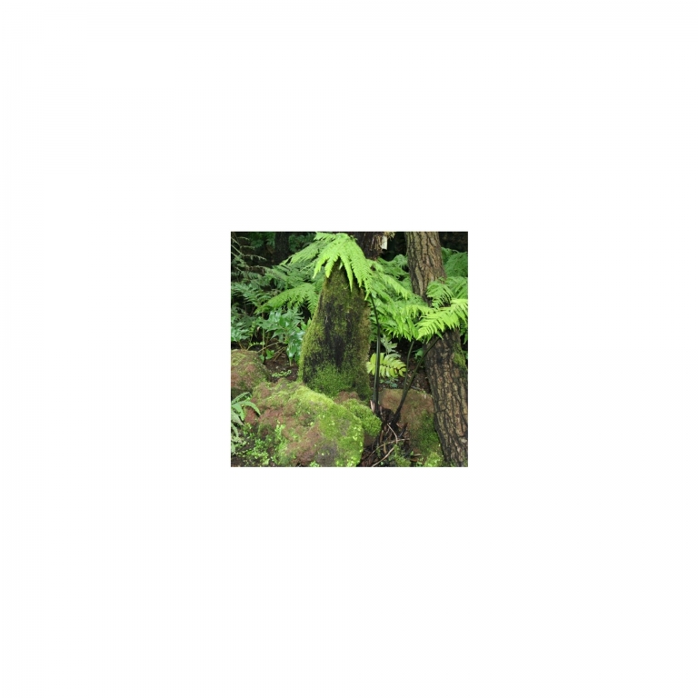 Photo Background - rainforest - 20x20 - Cube